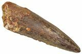 Fossil Spinosaurus Tooth - Real Dinosaur Tooth #373955-1